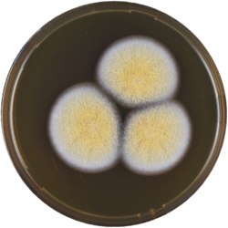 Aspergillus westlandensis meaox.png