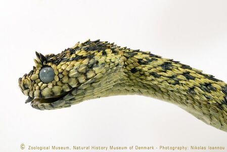 Atheris ceratophora Werner, 1896 3314773076 2.jpg