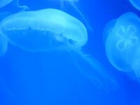 An image of jellyfish on a blue background