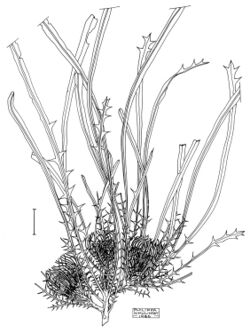 Banksia subpinnatifida.jpg