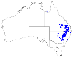 Boronia glabra DistMap50.png