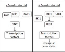 Brassinosteroid signal cascade.jpg