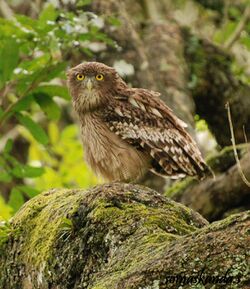 Brown fishing owl.jpg