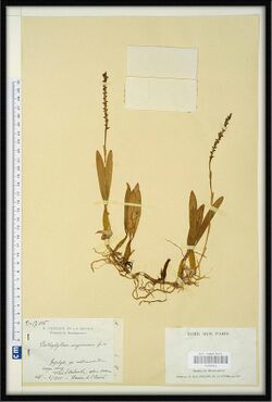 Bulbophyllum sanguineum H.Perrier 438114514.jpg