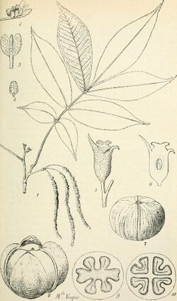 Bulletin du Muséum national d'histoire naturelle ((1895-1970)) (20252625498).jpg