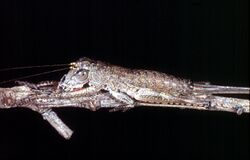 CSIRO ScienceImage 60 A Tmpdimi Grasshopper.jpg