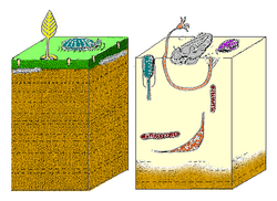 Cambrian substrate revolution 02.png