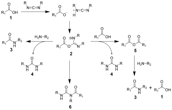 The reaction mechanism of amide formation using a carbodiimide