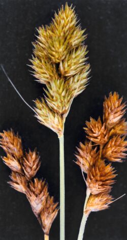 Carex bebbii NRCS-2.jpg