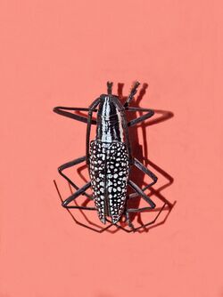 Cerambycidae - Ptychodes taeniotoides.jpg