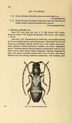 Cerambycidae of Northern Asia (Page 292) BHL32145692.jpg