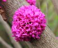 Cercis chinensis in Sochi.JPG