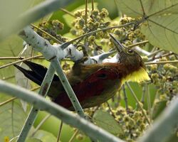 Checker-throated Woodpecker (Picus mentalis humii).jpg