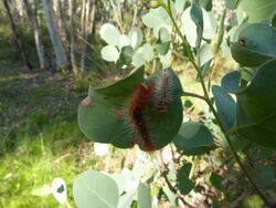 Chenuala heliaspis larva 1.jpg