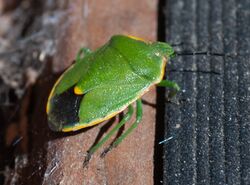 Chlorochroa rossiana (cropped).jpg