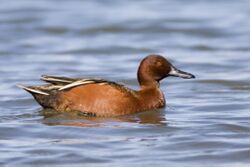 Cinnamon Teal - mating sequence, Los Osos (Cuesta by the Sea Inl.jpg