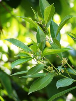 Cocculus laurifolius.jpg