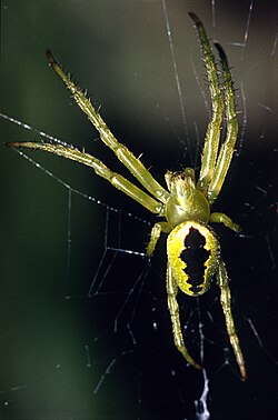 Colaranea melanoviridis-Green forest orbweb spider (NZAC06001608).jpg