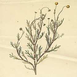 Cotula anthemoides.jpg