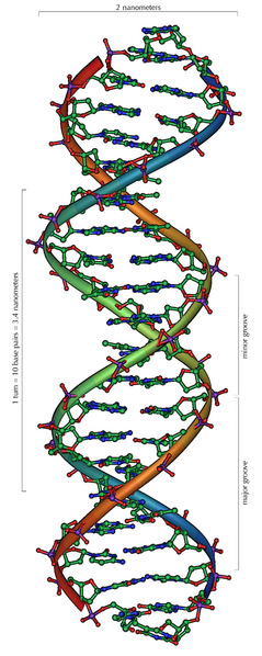File:DNA Overview.png