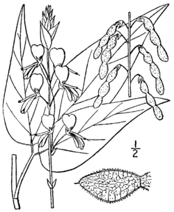 Desmodium cuspidatum var cuspidatum (as Meibomia bracteosa) BB-1913.png