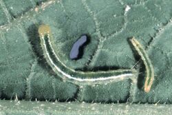Diaphania hyalinata larva.jpg