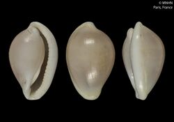 Diminovula caledonica (MNHN-IM-2000-33828).jpeg