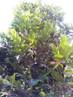 Diospyros tessellaria - foliage of bois d ebene noir - Monvert.jpg