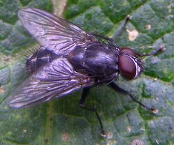Diptera-Muscidae-Muscina-levida-201209210022.JPG