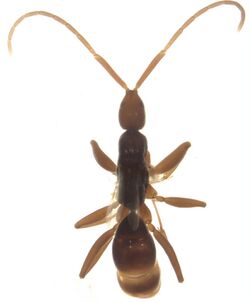 Embolemus zealandicus female dorsal.jpg