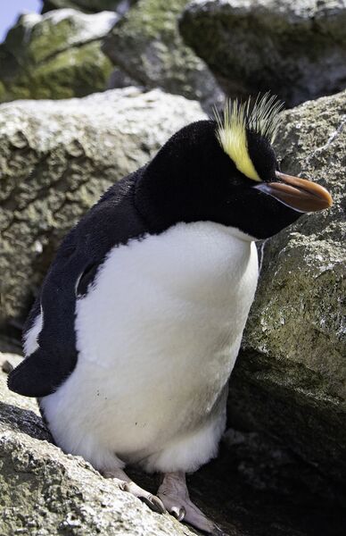 File:Erect-crested penguin (Eudyptes sclateri).jpg