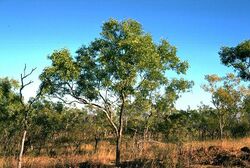 Eucalyptus distans habit.jpg