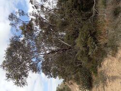Eucalyptus hebetifolia.jpg