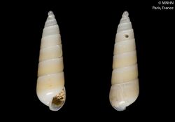 Eulimella cylindrata (MNHN-IM-2000-24590).jpeg