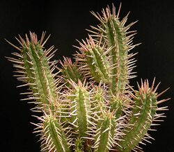 Euphorbia ferox.jpeg