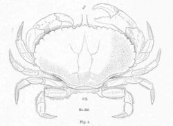 FMIB 51195 Jonah Crab, Cancer borealis, Stimpson; male.jpeg