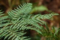 Ferns in the New Forest (1250985294).jpg