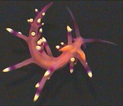 Flabellina exoptata 3.jpg