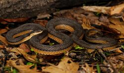 Graham's Crayfish Snake (Regina grahamii).jpg