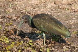 Green ibis (Mesembrinibis cayennensis).JPG