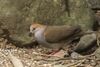 Grey-chested Dove - Rio Tigre - Costa Rica MG 7710 (26434929200).jpg