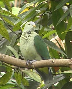Grey-green fruit dove.jpg