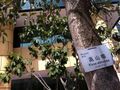 HKCL CWB tree 高山榕 Ficus altissima Oct-2013 005.JPG