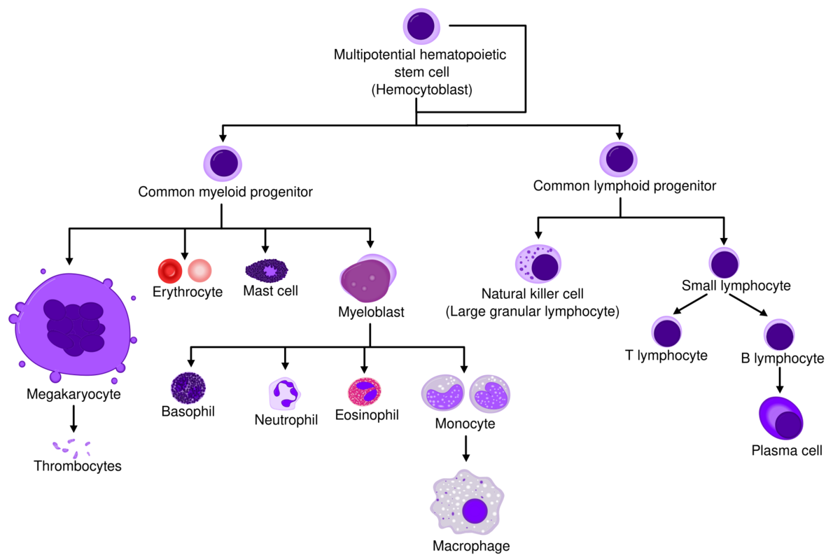 Biology Hematopoietic Stem Cell Handwiki