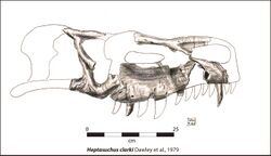 Heptasuchus skull B&W.jpg