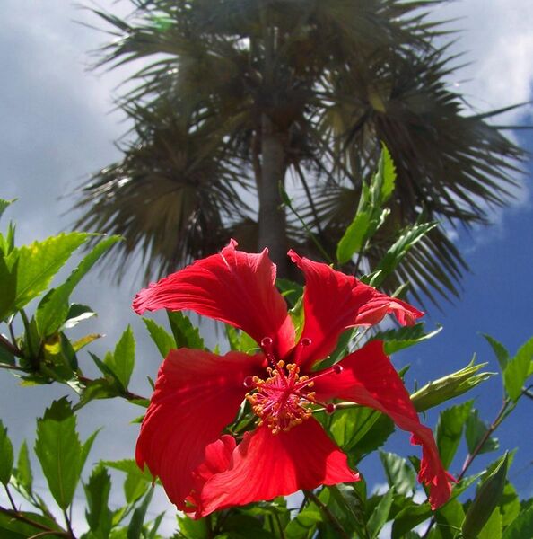 File:Hibiscus palm.jpg