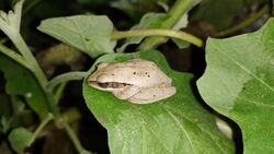 Himalayan Tree Frog.jpg