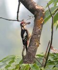 Himalayan Woodpecker (Male) I2 IMG 3947.jpg
