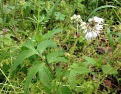 Hydrophyllum virginianum var virginianum.jpg