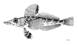 Illustration of Pagetopsis maculatus.gif